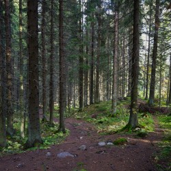 Käyttäjä