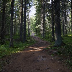 Käyttäjä