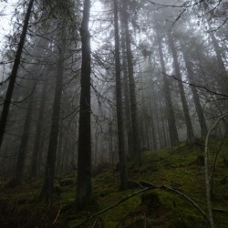 Käyttäjä